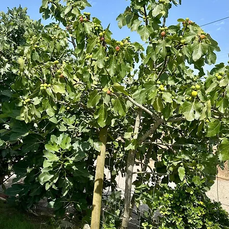 בית נופש Casal Do Pequeno אלקובאקה