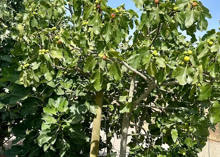 別荘 Casal Do Pequeno アルコバサ